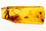 Detailed Fossil Ant-Like Flower Beetle, Flies and Wasp in Baltic Amber #272700-2